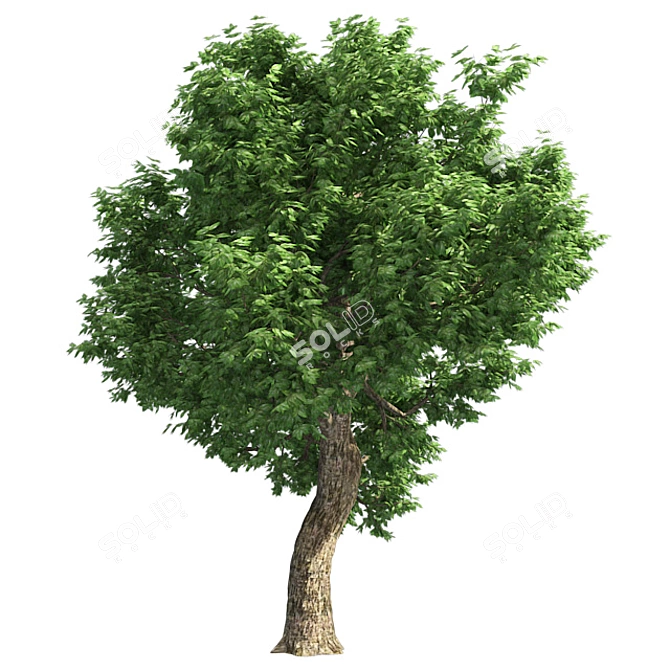 Optimized Amur Cork Tree 3D model image 3