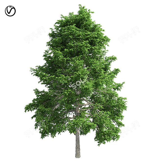 Optimized Black Gum Tree - Realistic 4K Textures 3D model image 1