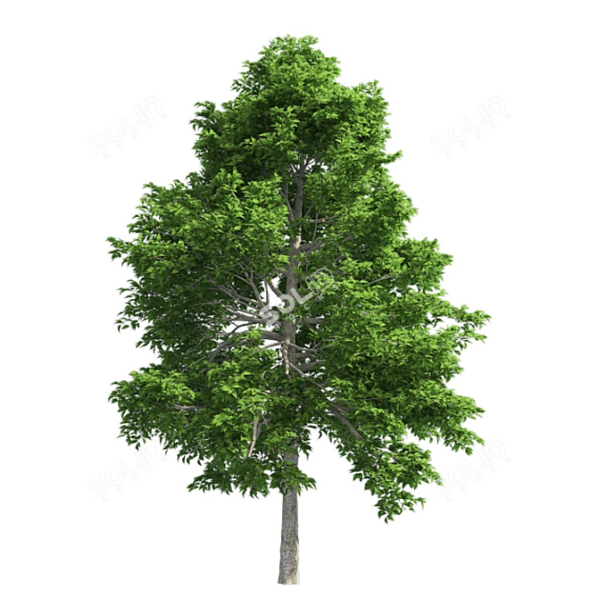 Optimized Black Gum Tree - Realistic 4K Textures 3D model image 2