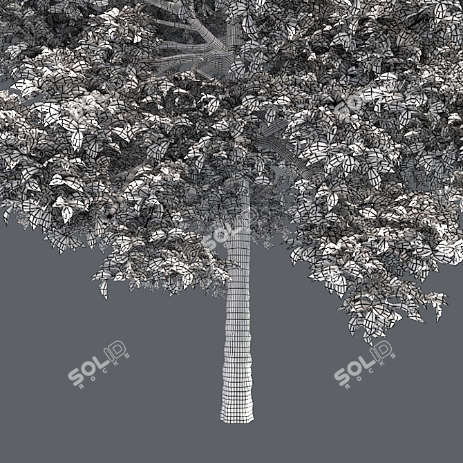 Optimized Black Gum Tree - Realistic 4K Textures 3D model image 4