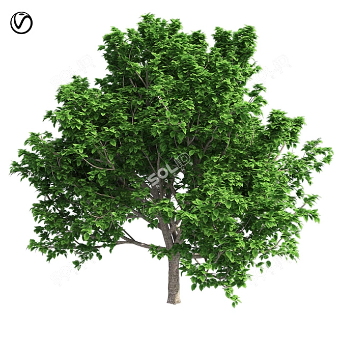 Optimized Bradford Pear Tree 3D model image 1