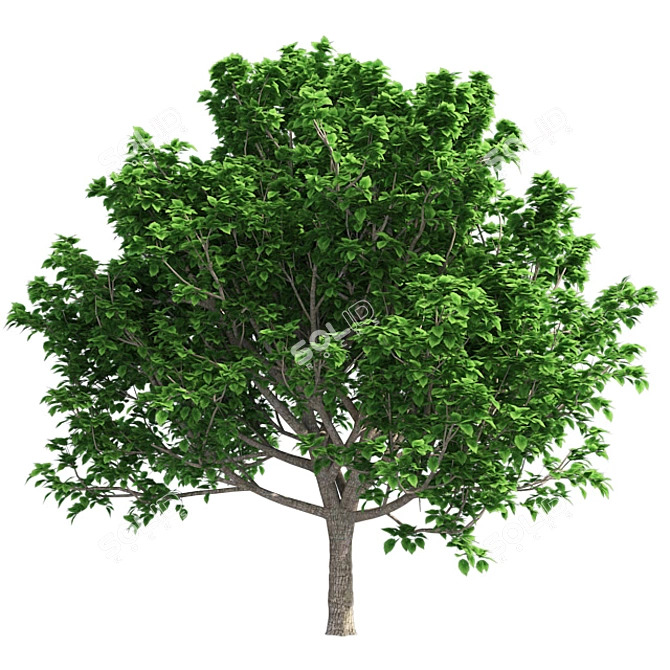 Optimized Bradford Pear Tree 3D model image 2