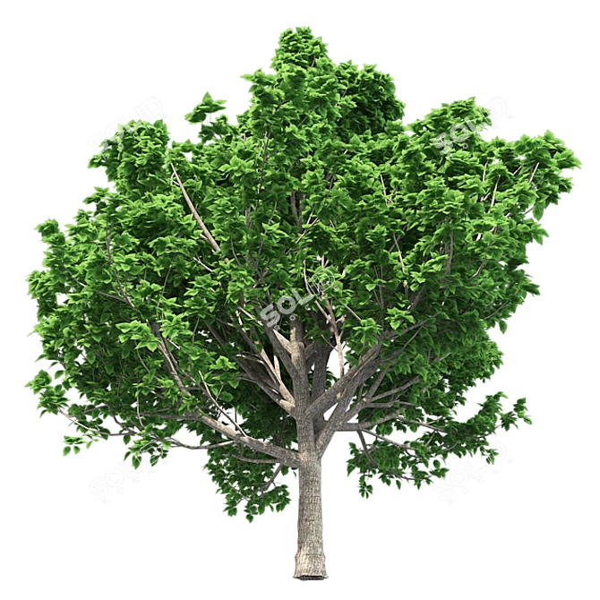 Optimized Bradford Pear Tree 3D model image 3