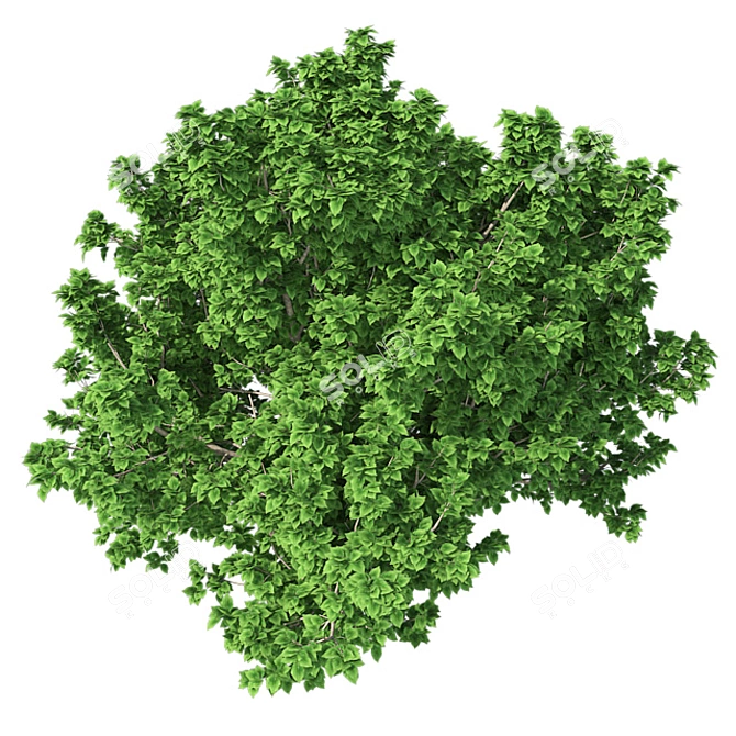 Optimized Bradford Pear Tree 3D model image 4