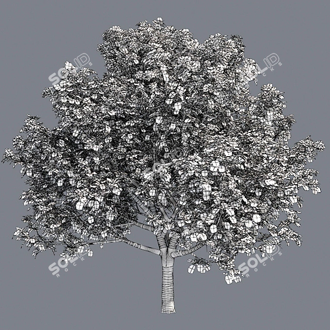 Optimized Bradford Pear Tree 3D model image 5