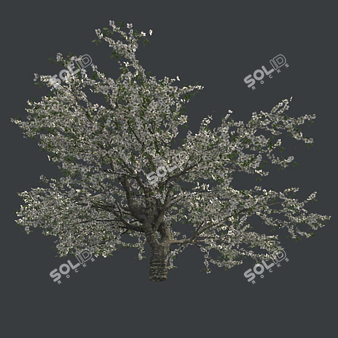 Cherry Blossom Dream Tree 3D model image 2