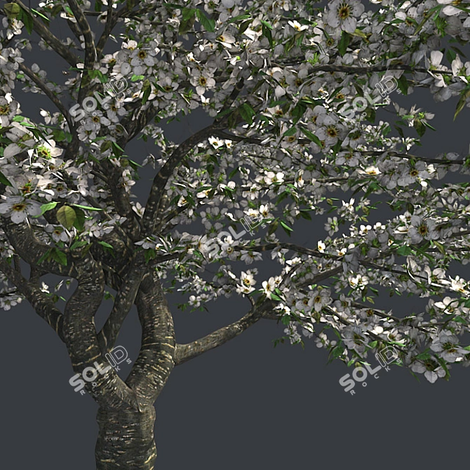 Cherry Blossom Dream Tree 3D model image 3