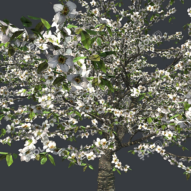 Cherry Blossom Dream Tree 3D model image 4