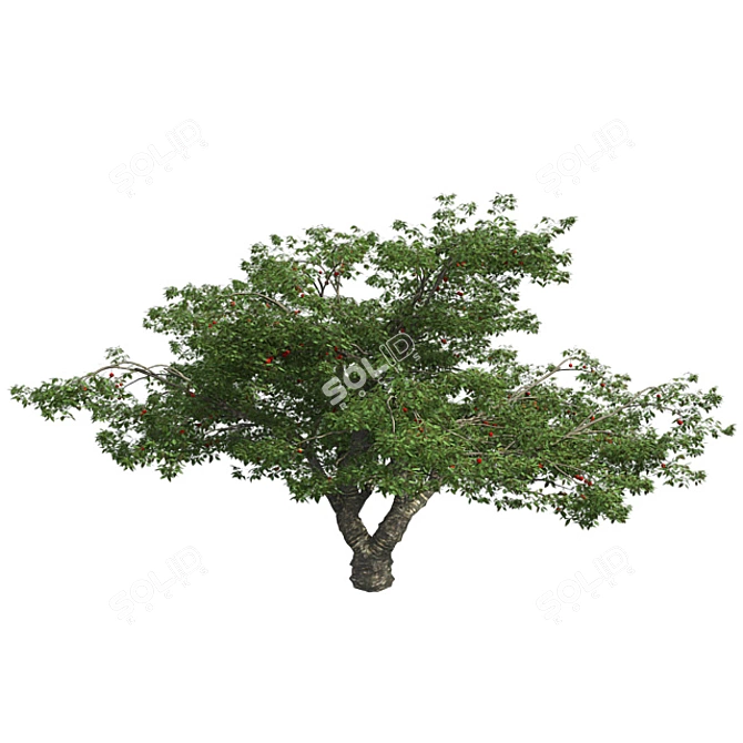 Bountiful Cherry Tree: Realistic, Optimized, High-Quality 3D model image 2