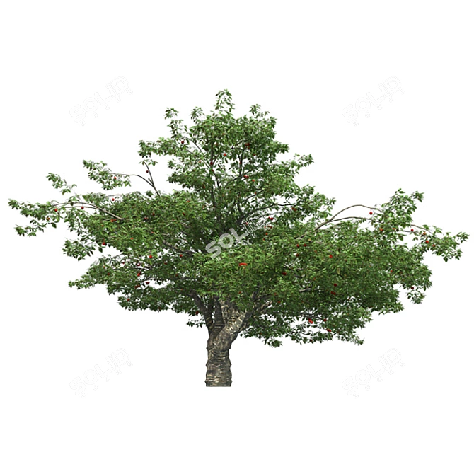 Bountiful Cherry Tree: Realistic, Optimized, High-Quality 3D model image 3