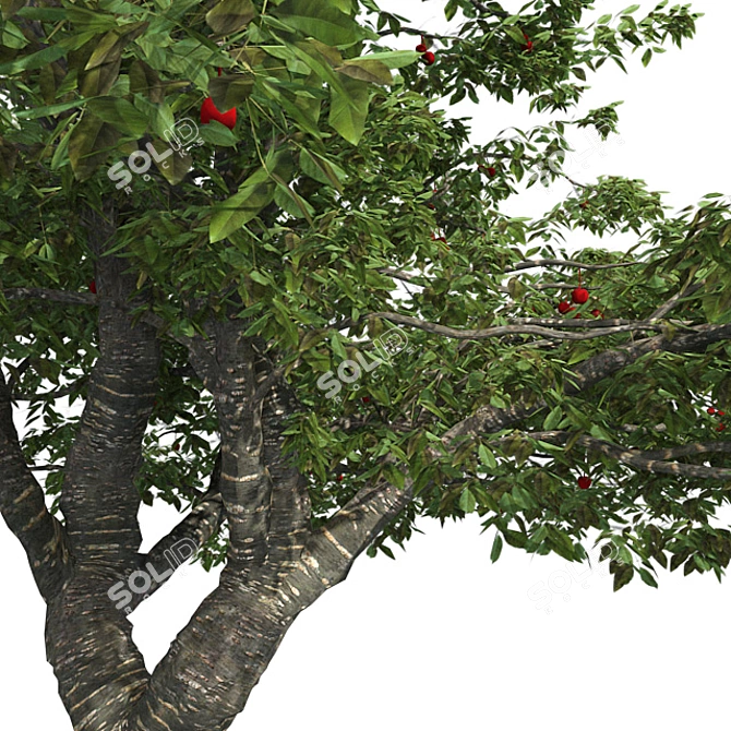 Bountiful Cherry Tree: Realistic, Optimized, High-Quality 3D model image 4