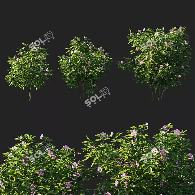 Natural Beauty: Rosa Virginiana Tree 3D model image 1