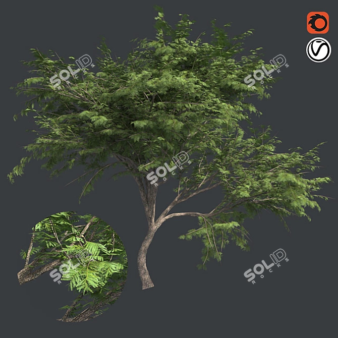  Thorny Hook Tree
(Gvozdichnoe derevo s zaborom) 3D model image 1