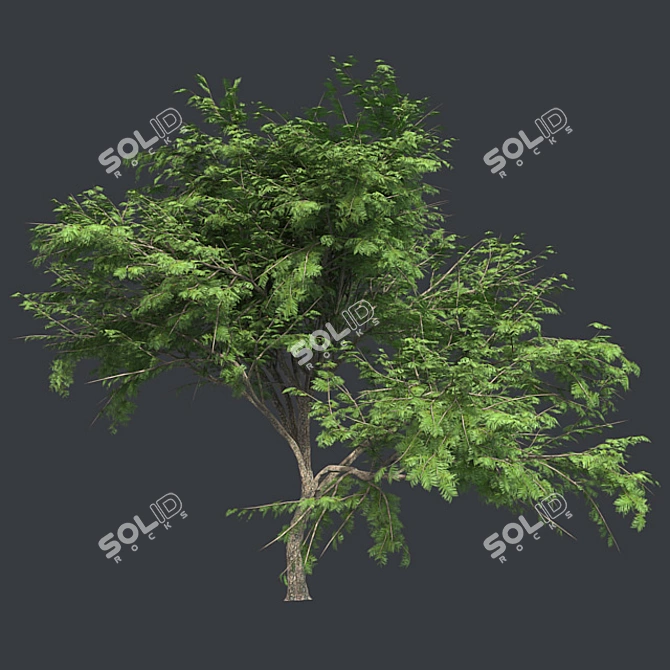  Thorny Hook Tree
(Gvozdichnoe derevo s zaborom) 3D model image 2