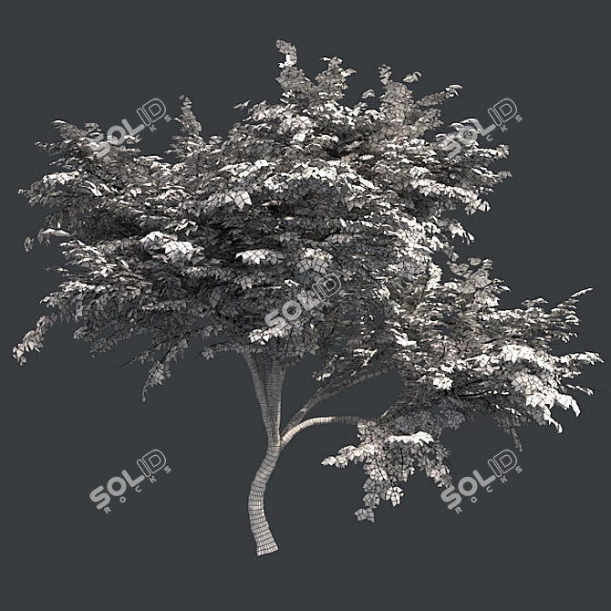  Thorny Hook Tree
(Gvozdichnoe derevo s zaborom) 3D model image 5