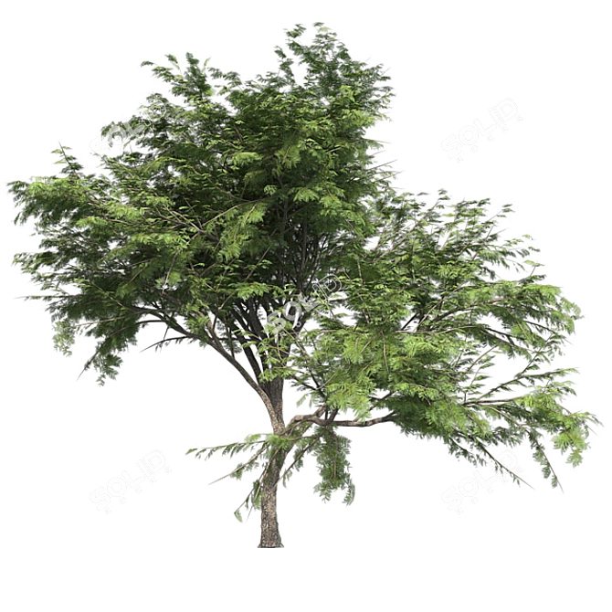  Thorny Hook Tree
(Gvozdichnoe derevo s zaborom) 3D model image 7