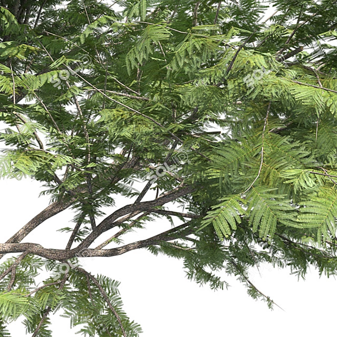  Thorny Hook Tree
(Gvozdichnoe derevo s zaborom) 3D model image 11