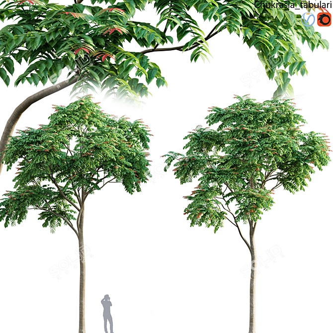 Premium Chukrasia Tabularis Wood 3D Models 3D model image 1