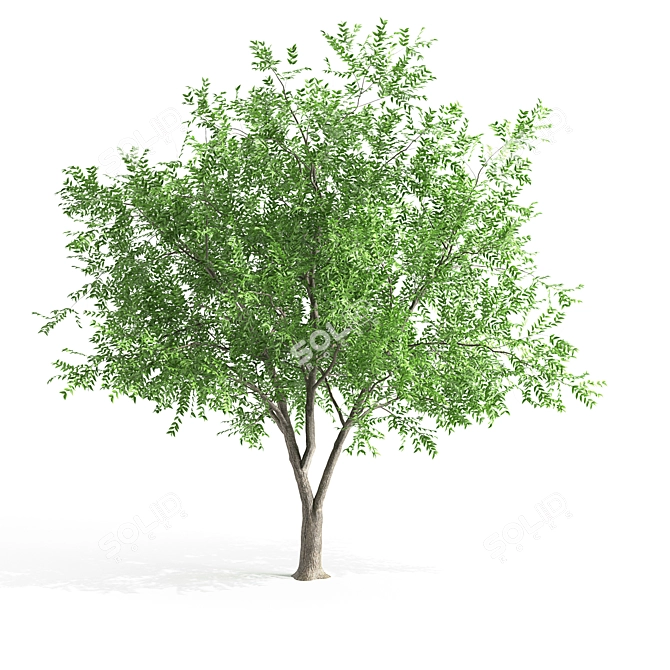 European Ash Tree Pack - High & Low Poly 3D model image 1