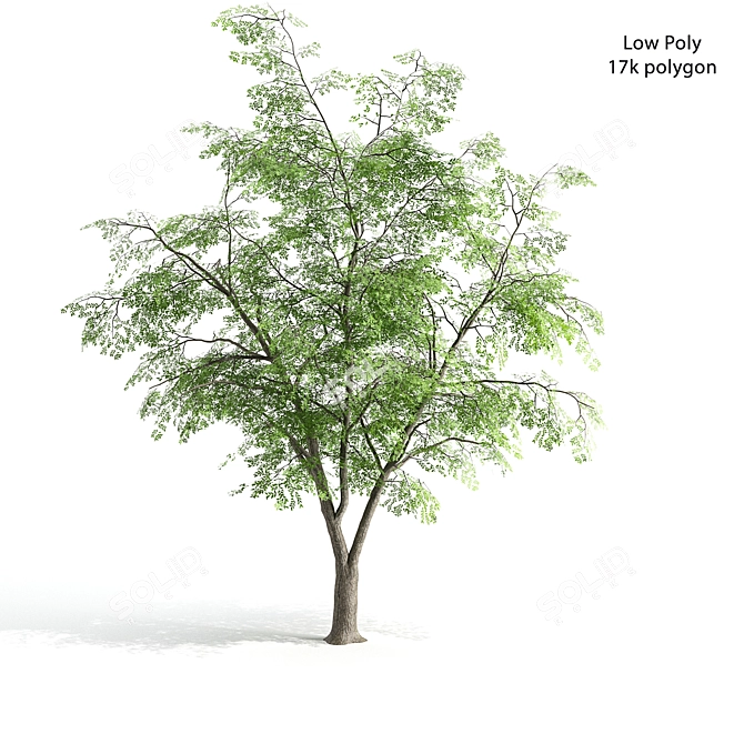 European Ash Tree Pack - High & Low Poly 3D model image 2