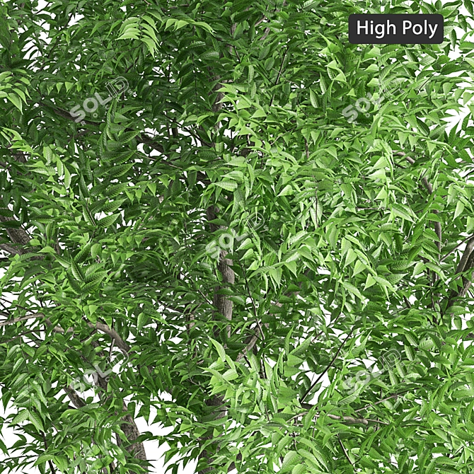 European Ash Tree Pack - High & Low Poly 3D model image 3