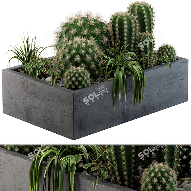 Desert Dream Cactus Set 3D model image 1