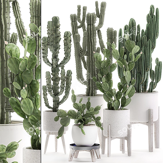 Exotic Cactus Collection White Pot Indoor Plants 3D model image 1