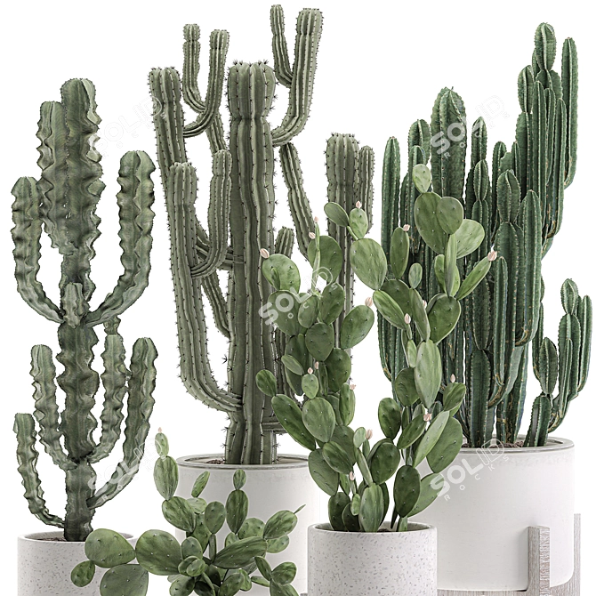 Exotic Cactus Collection White Pot Indoor Plants 3D model image 3
