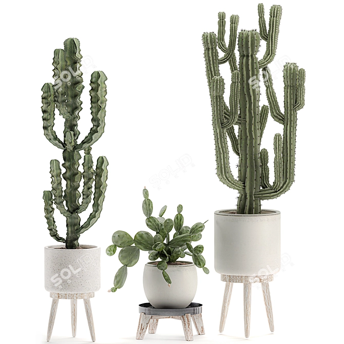 Exotic Cactus Collection White Pot Indoor Plants 3D model image 4