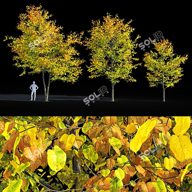 Autumn Bliss: Tilia Europaea & Linden Tree 3D model image 1