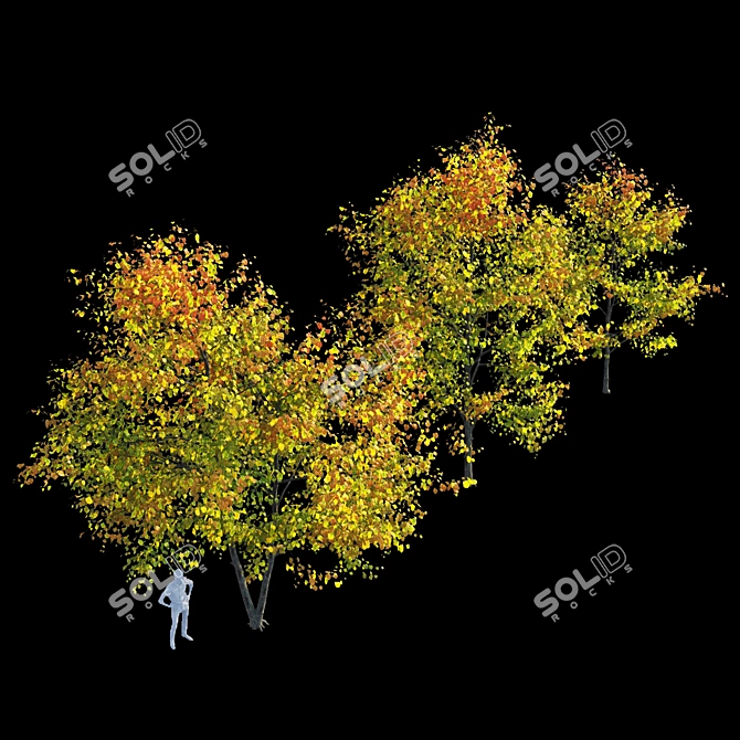 Autumn Bliss: Tilia Europaea & Linden Tree 3D model image 2