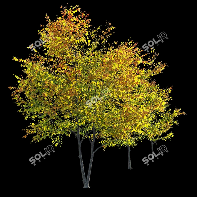 Autumn Bliss: Tilia Europaea & Linden Tree 3D model image 3