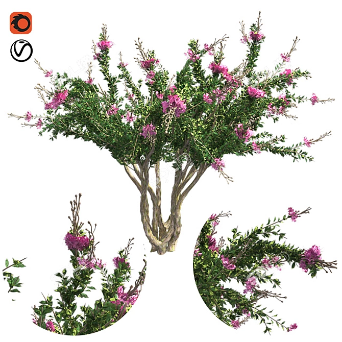 Luscious Crape Myrtle Tree 3D model image 1