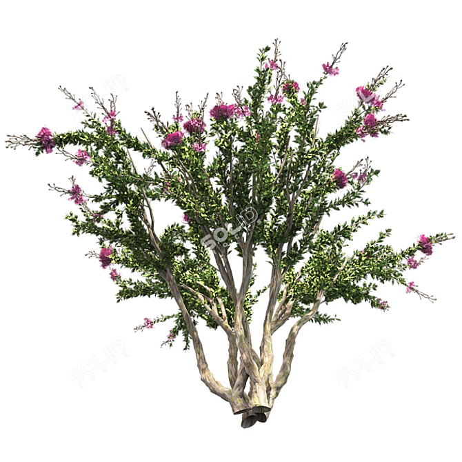 Luscious Crape Myrtle Tree 3D model image 3