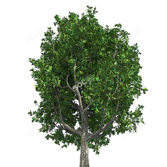 Optimized Quad Cypress Oak 3D model image 3