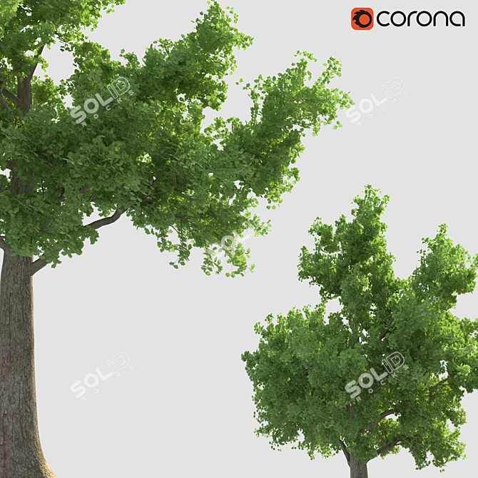 Corona Render Tree: 737.48 cm Height 3D model image 2