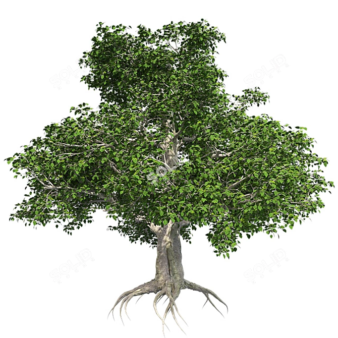 European Beech Tree: High-Quality 3D Model 3D model image 2