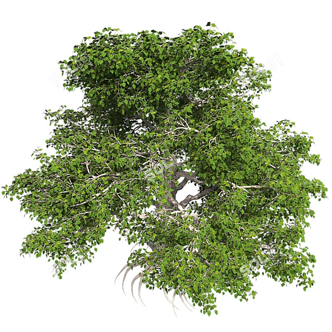 European Beech Tree: High-Quality 3D Model 3D model image 3