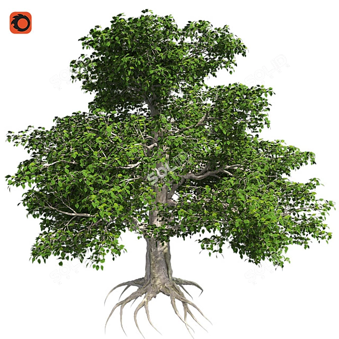 Title: EuropaBeech Corona Tree 3D model image 1