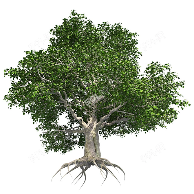 Title: EuropaBeech Corona Tree 3D model image 4