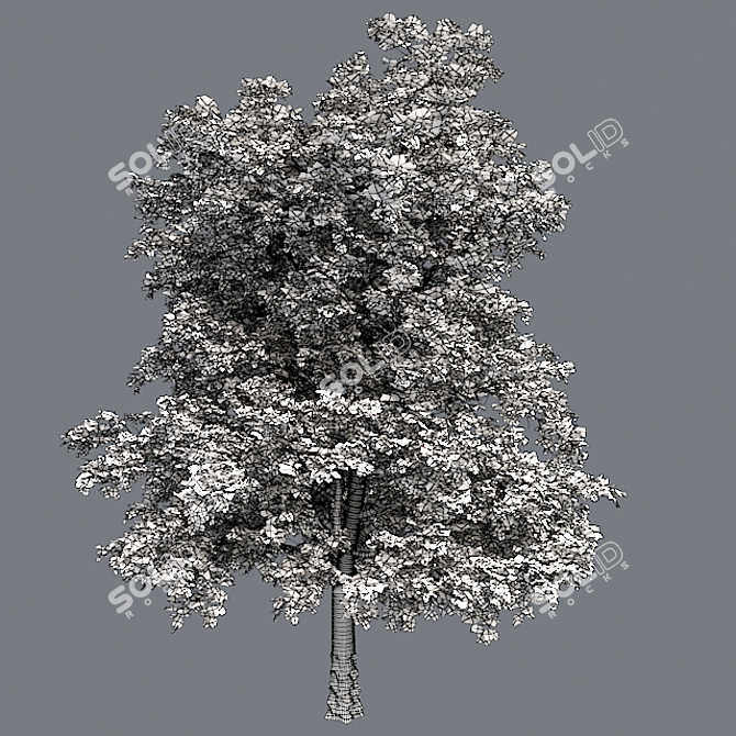  European Linden Tree: High-Quality and Realistic 3D model image 1