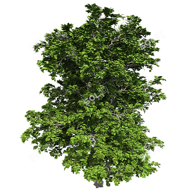  European Linden Tree: High-Quality and Realistic 3D model image 2