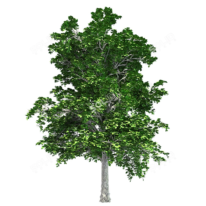  European Linden Tree: High-Quality and Realistic 3D model image 3