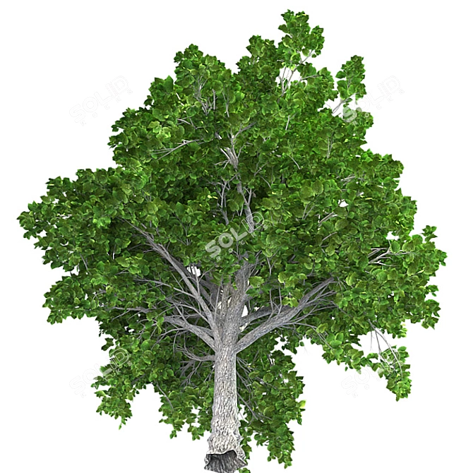  European Linden Tree: High-Quality and Realistic 3D model image 4