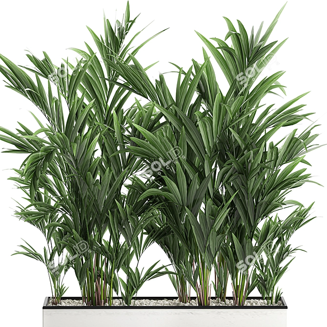 Tropical Palm Collection in White Pots 3D model image 2