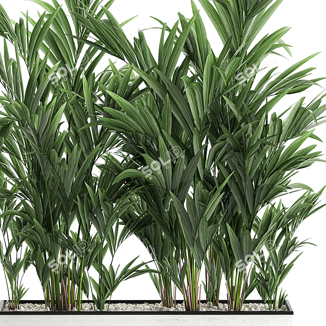 Tropical Palm Collection in White Pots 3D model image 3