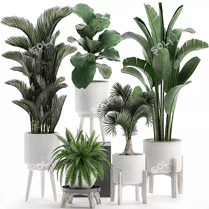 Tropical Plant Collection in White Pots 3D model image 1