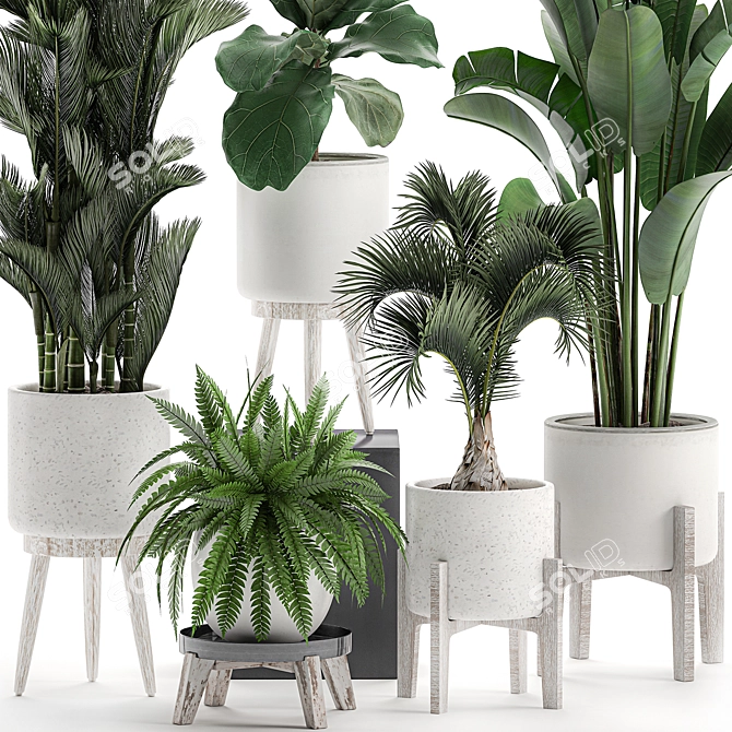 Tropical Plant Collection in White Pots 3D model image 3
