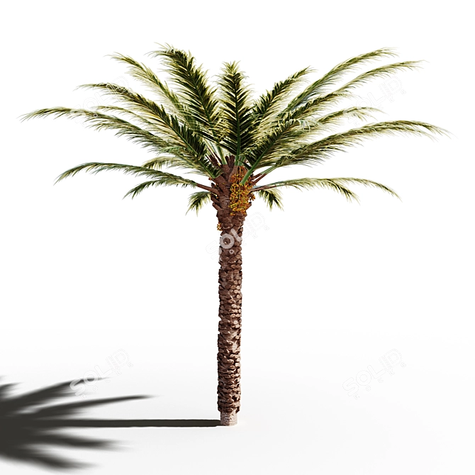 Tropical Paradise: 18x18m Palm Tree 3D model image 2