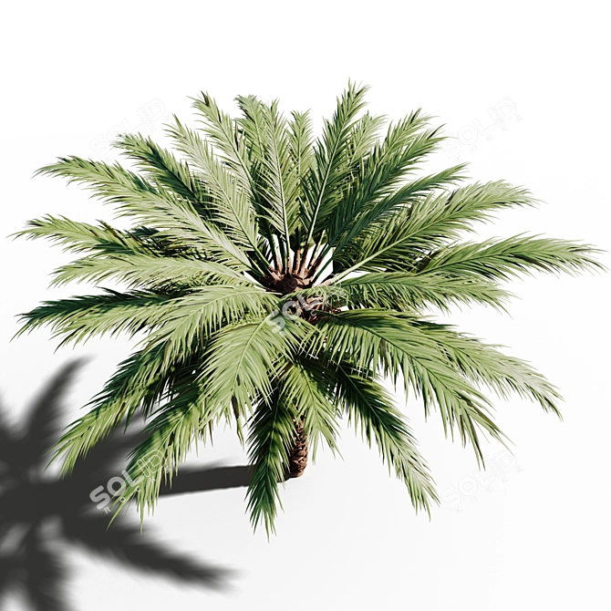 Tropical Paradise: 18x18m Palm Tree 3D model image 3